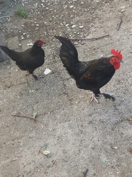 Koppel zwarte krielen, Dieren en Toebehoren, Pluimvee, Meerdere dieren, Kip