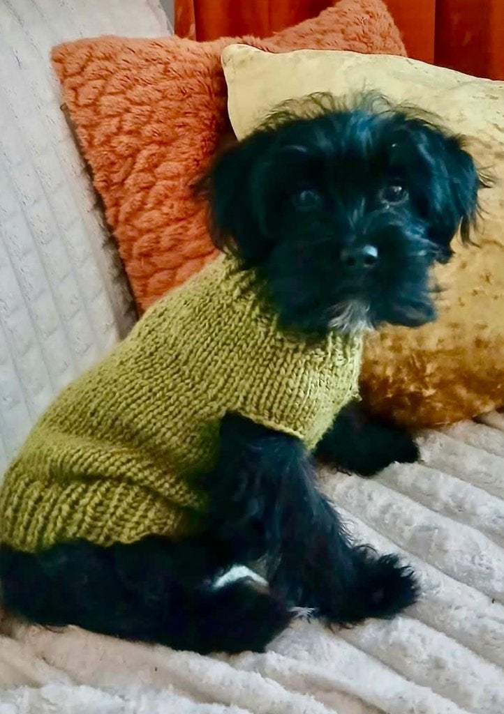 Handmade Hondentrui Poedel Chihuahua Pup Teckel Pom York, Animaux & Accessoires, Neuf, Enlèvement ou Envoi, Ajustement élastique