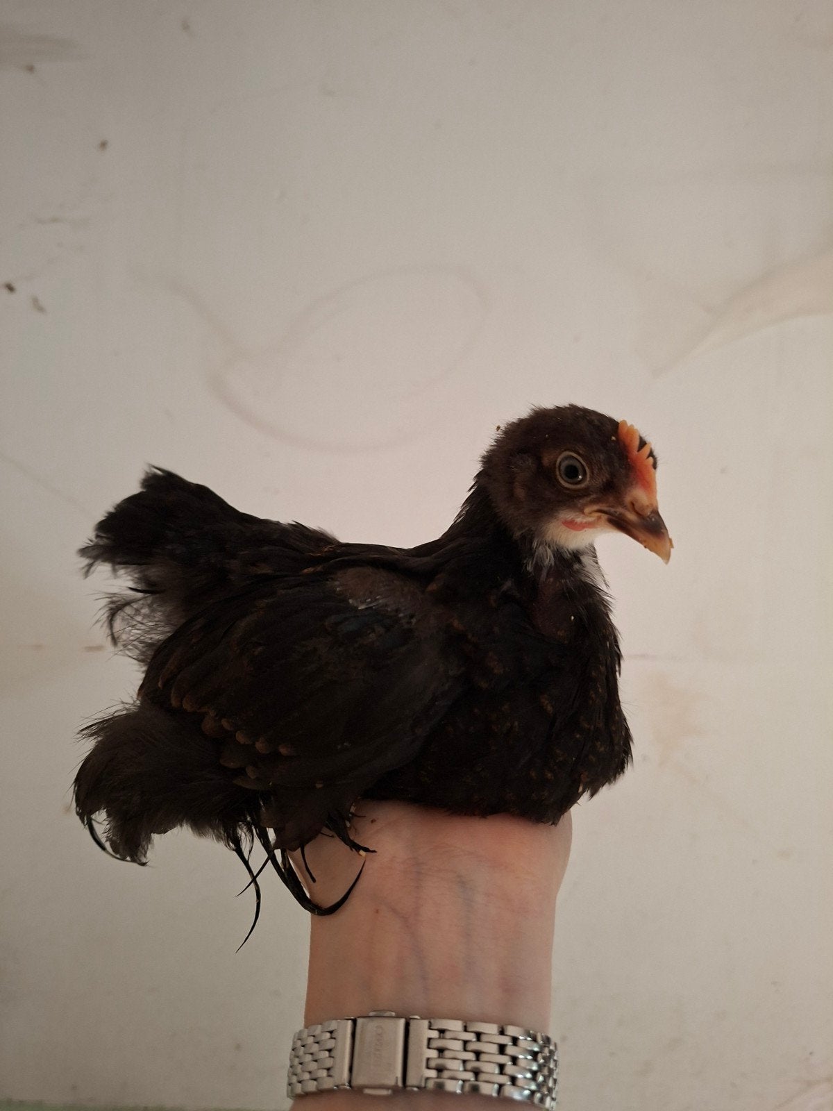 Jonge cochin kriel hennen, Dieren en Toebehoren, Vrouwelijk, Kip