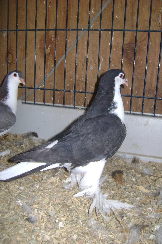 Lahore duiven, Meerdere dieren, Overige soorten
