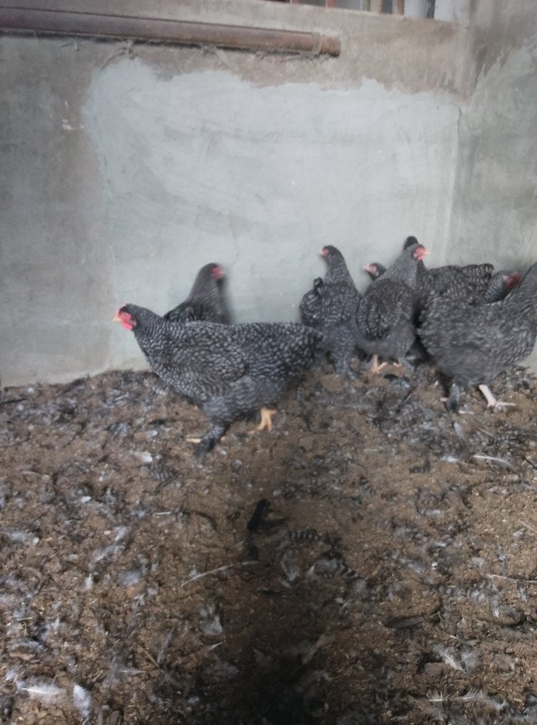 Jonge hennen Mechelse koekoek, Dieren en Toebehoren