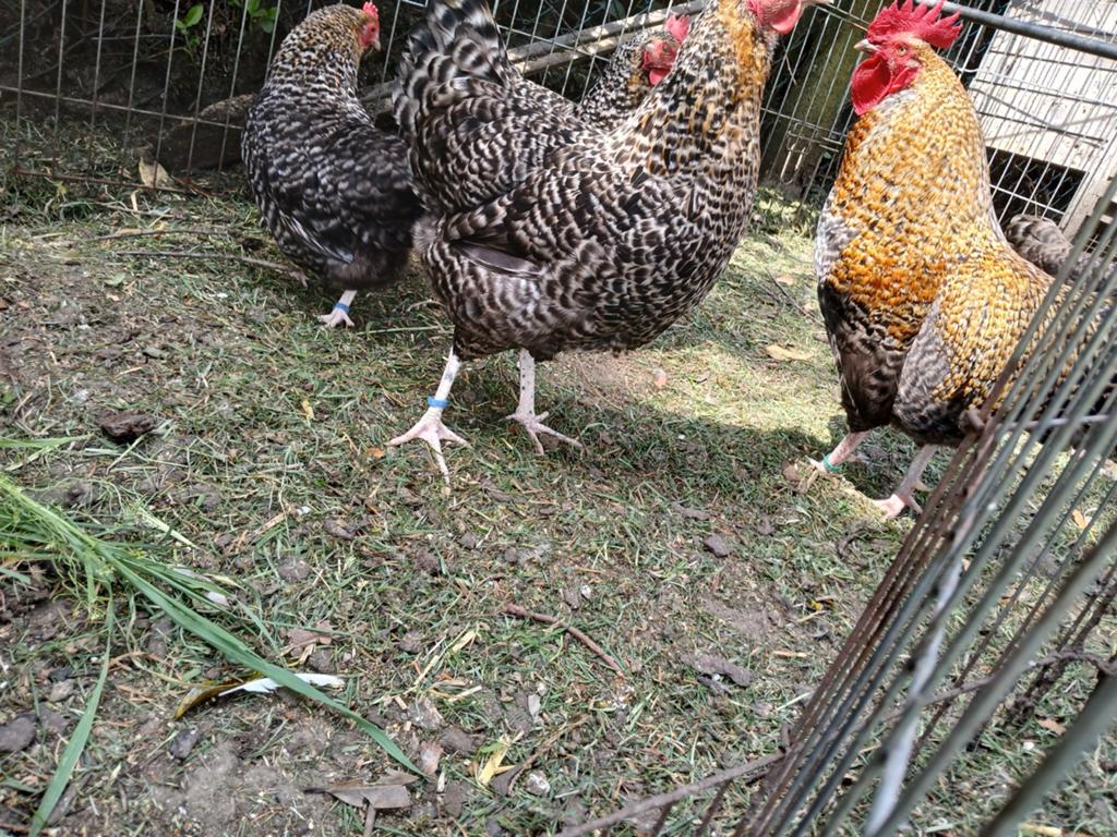 12 broedeieren aarschotshoen kriel, Dieren en Toebehoren, Pluimvee