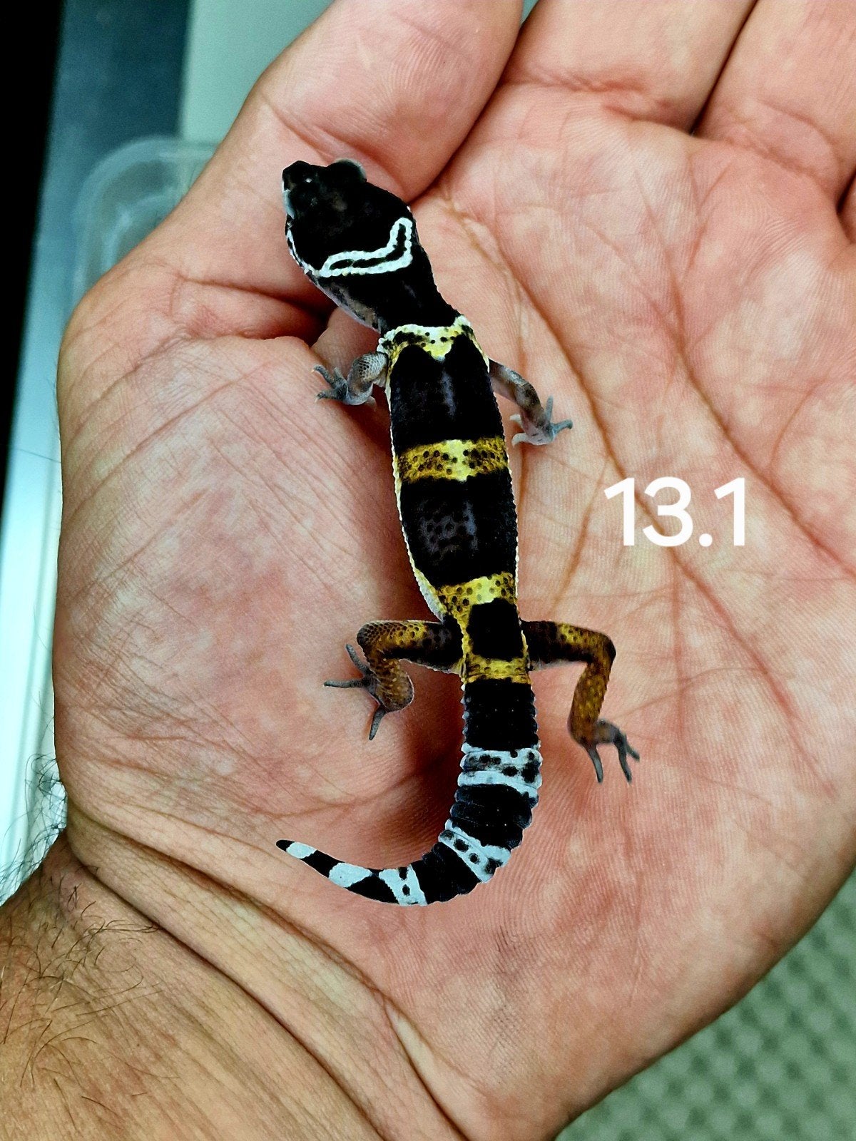 black night manderine tangerine het tremper, Domestique, 0 à 2 ans