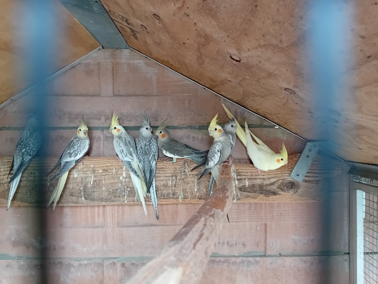 Valkparkieten, Meerdere dieren, Parkiet