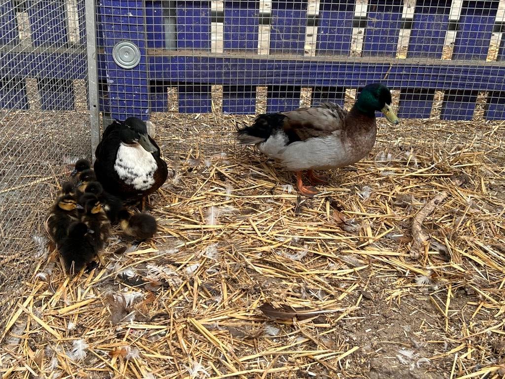 Koppel smaragd eenden met kleintjes, Plusieurs animaux, Canard