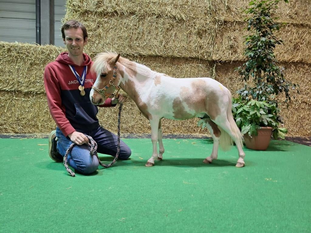 Falabella hengst, Dieren en Toebehoren, Hengst