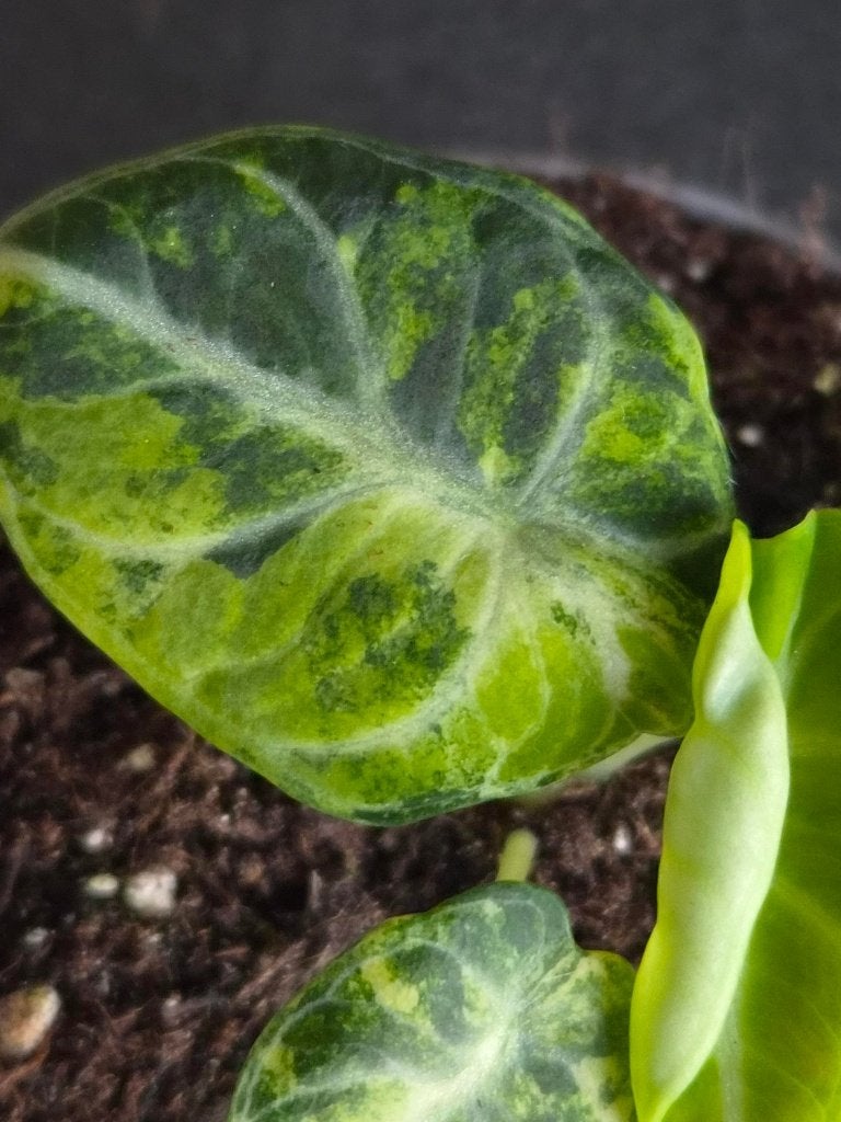 Alocasia Ninja Aurea, Huis en Inrichting, Ophalen of Verzenden