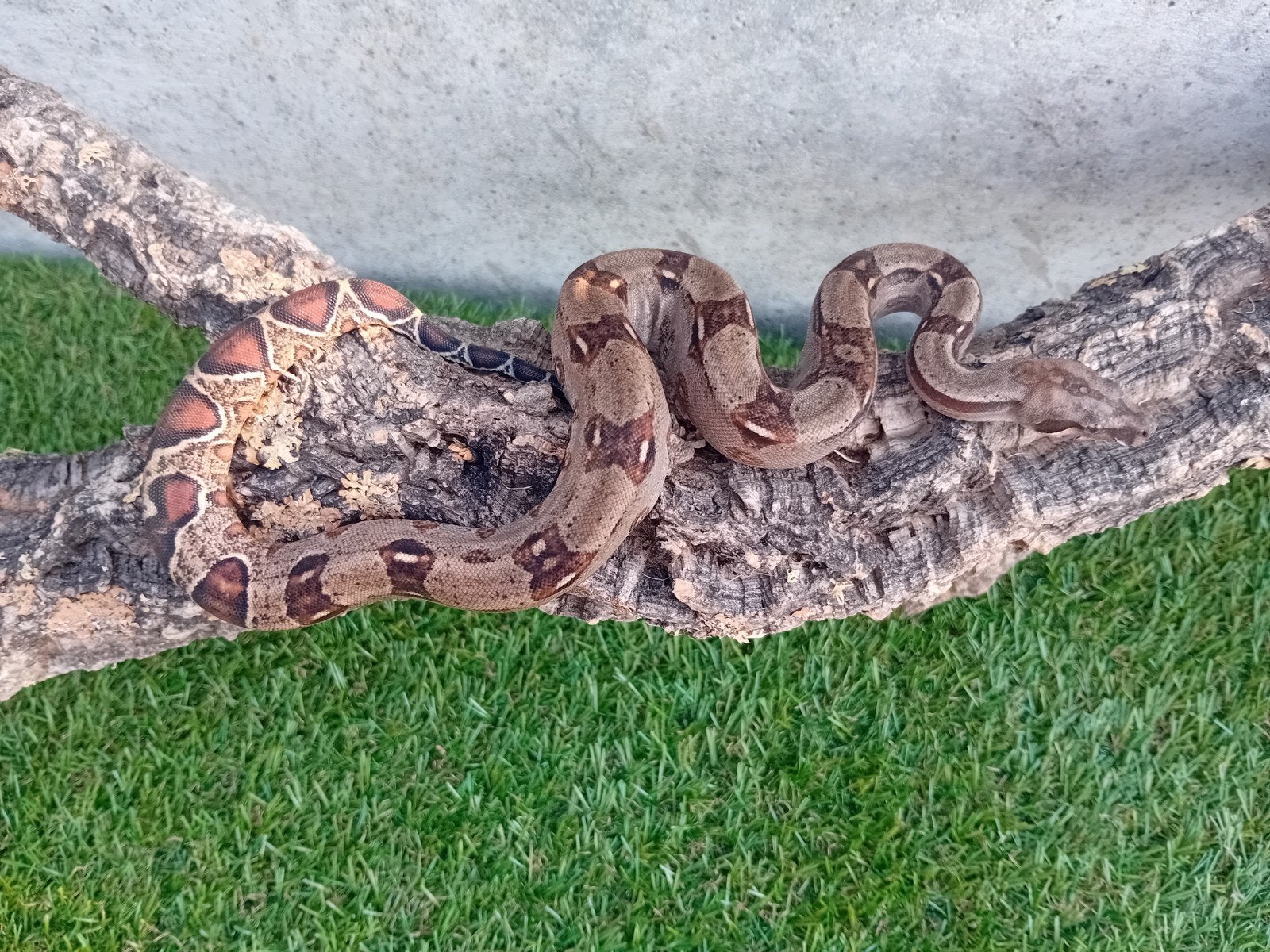 4 jonge boa constrictor, Dieren en Toebehoren, Slang, Tam, 0 tot 2 jaar