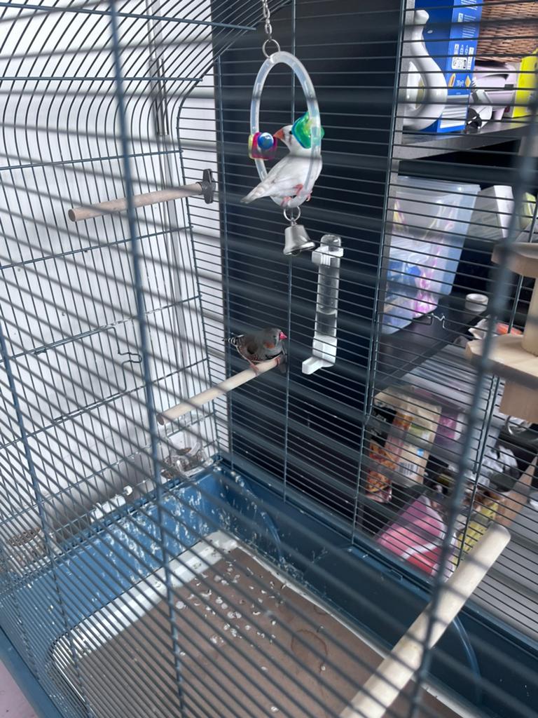 2Vogels + kooi, Ophalen, Zo goed als nieuw