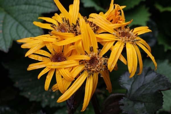 winterharde Ligularia (oranje) en bodembedekker, Tuin en Terras, Ophalen