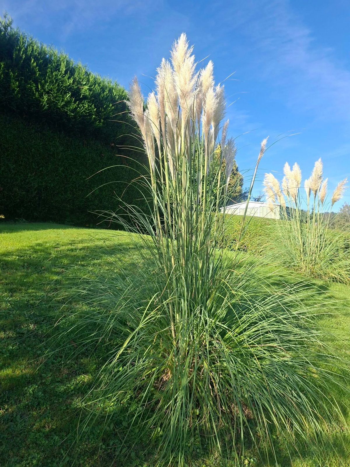 Herbe de la pampa, Jardin & Terrasse, Enlèvement