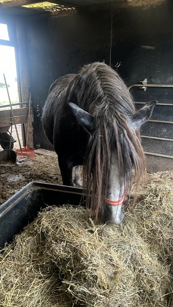 PRE hengst, Dieren en Toebehoren, Paarden, Hengst