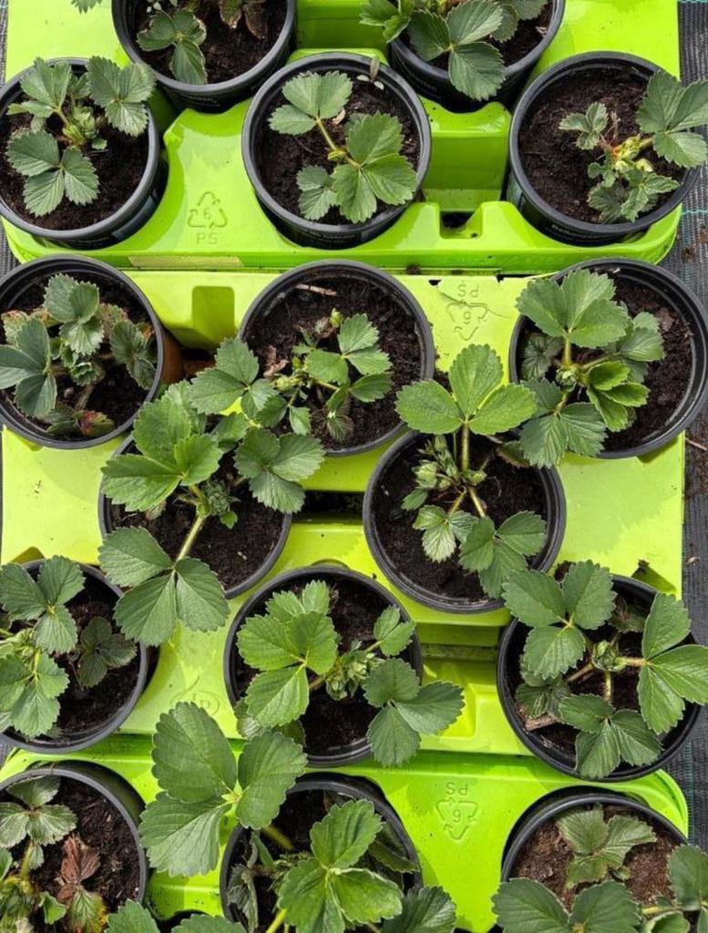 Ostara aarbeiplantjes. 10+2 gratis, Ophalen