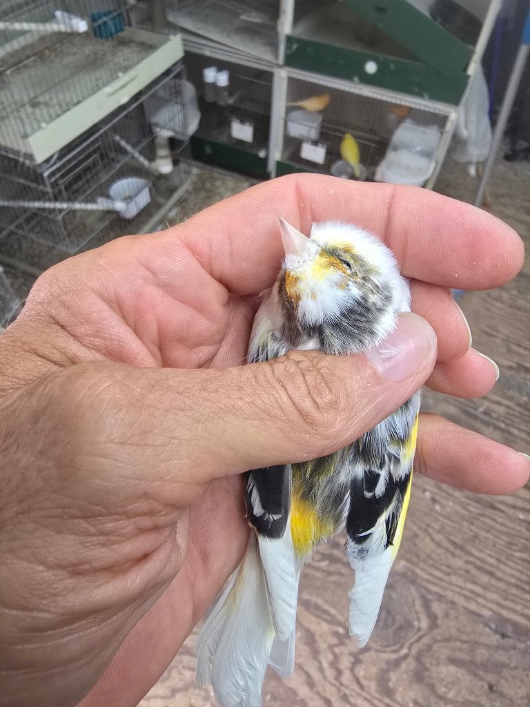 Distelvink x kanarie, Dieren en Toebehoren, Mannelijk, Bastaard