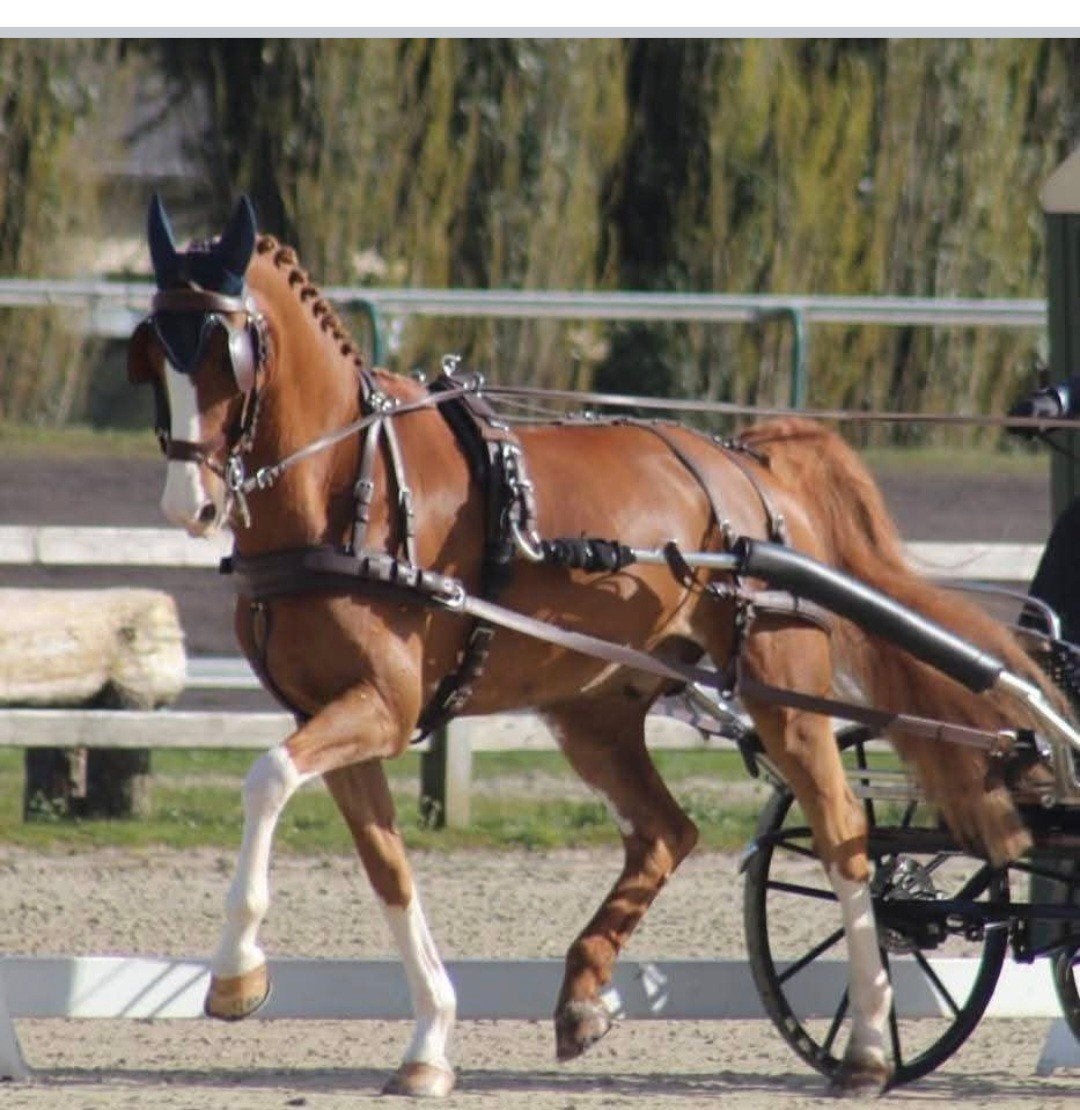 Ideal eurotech combituig te koop, Dieren en Toebehoren, Paarden