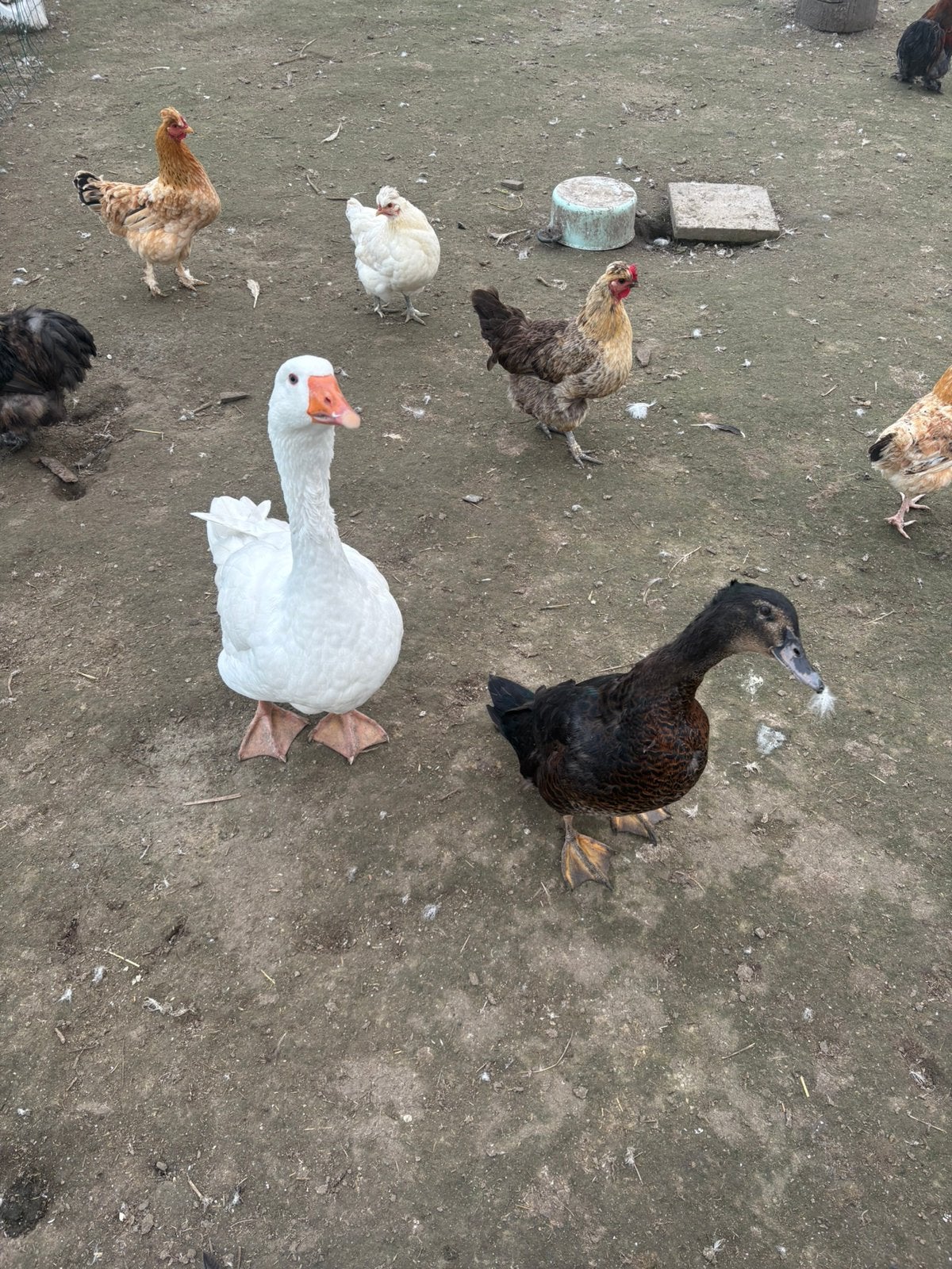 Eenden en ganzen, Dieren en Toebehoren