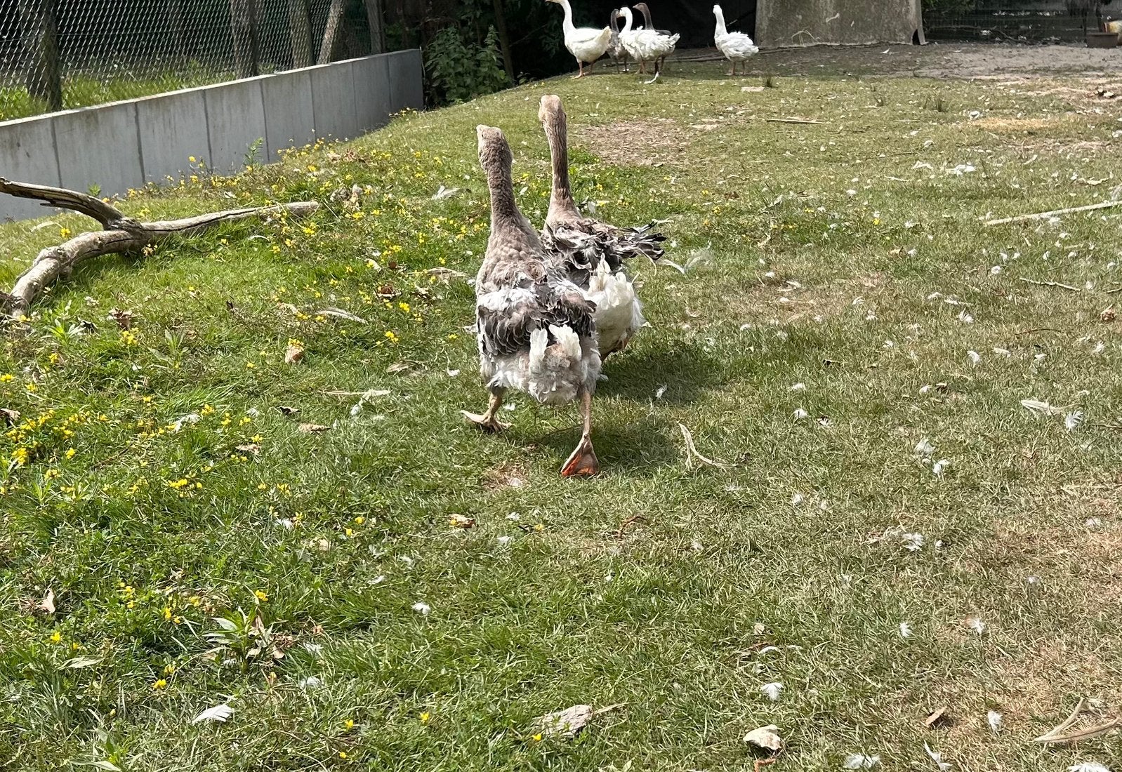 Koppels krulveerganzen, Animaux & Accessoires, Volatiles, Plusieurs animaux, Oie ou Cygne
