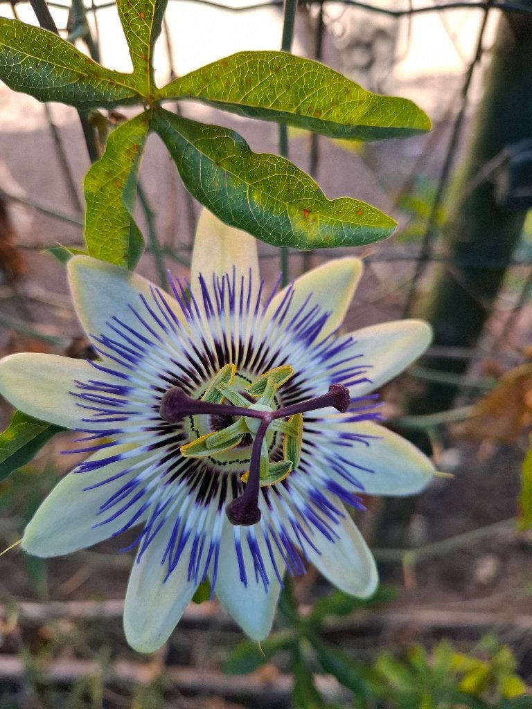 passiflora, Tuin en Terras, Ophalen, Zomer, Vaste plant, Klimplanten