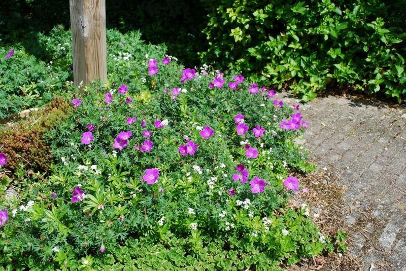 Geranium sanguineum en Geranium sanguineum var. striatum, Tuin en Terras, Ophalen, Vaste plant, Halfschaduw