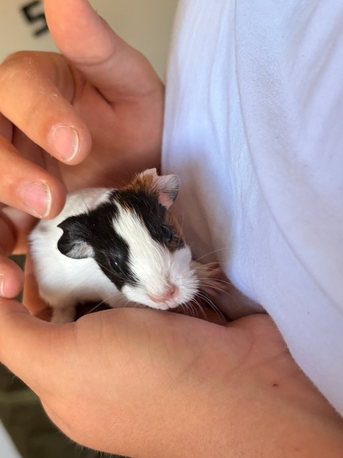 Cavias net 4 weken oud, Juillet, Plusieurs animaux, Cobaye