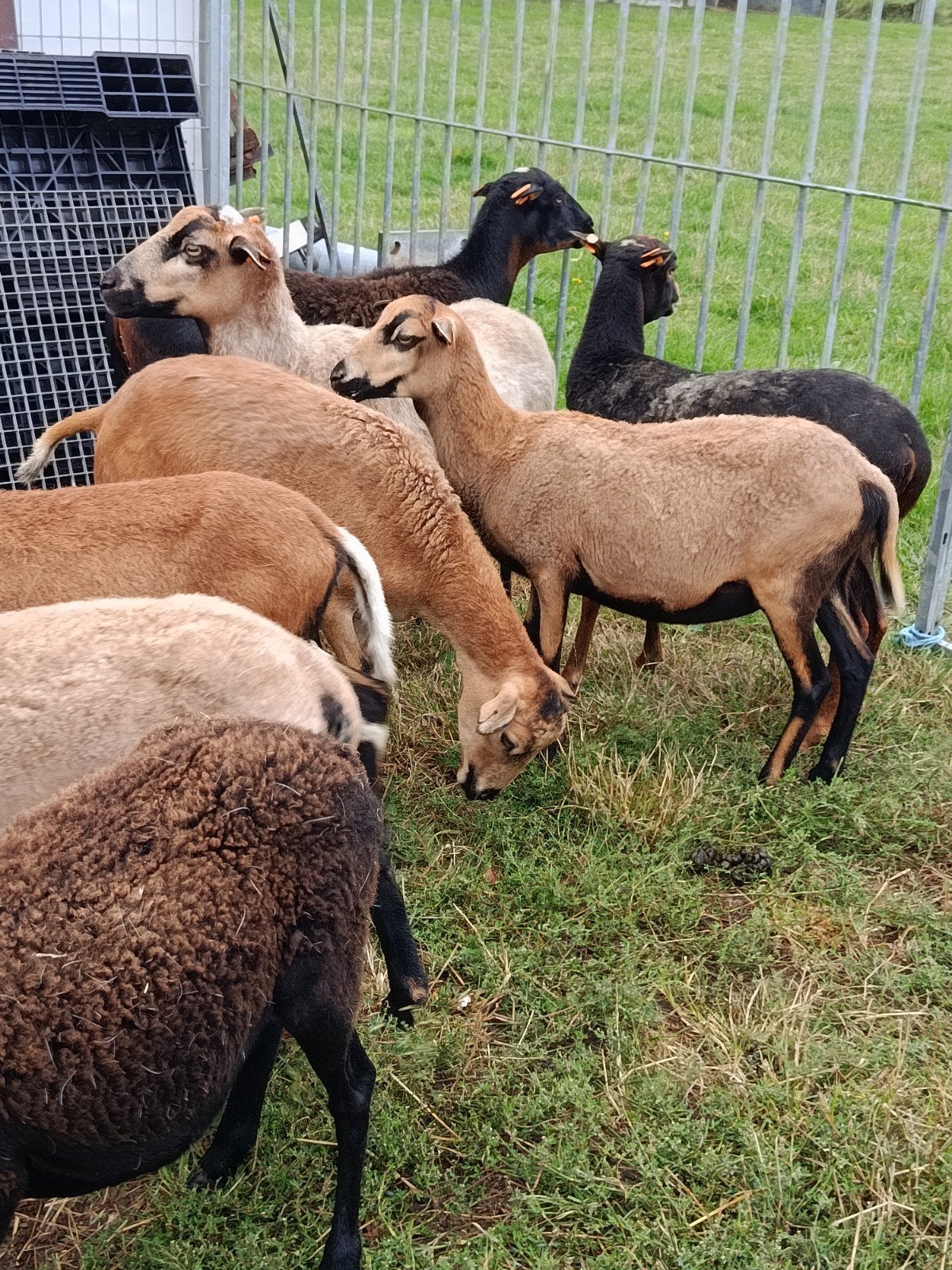 mooie Kameroen ooien, Dieren en Toebehoren