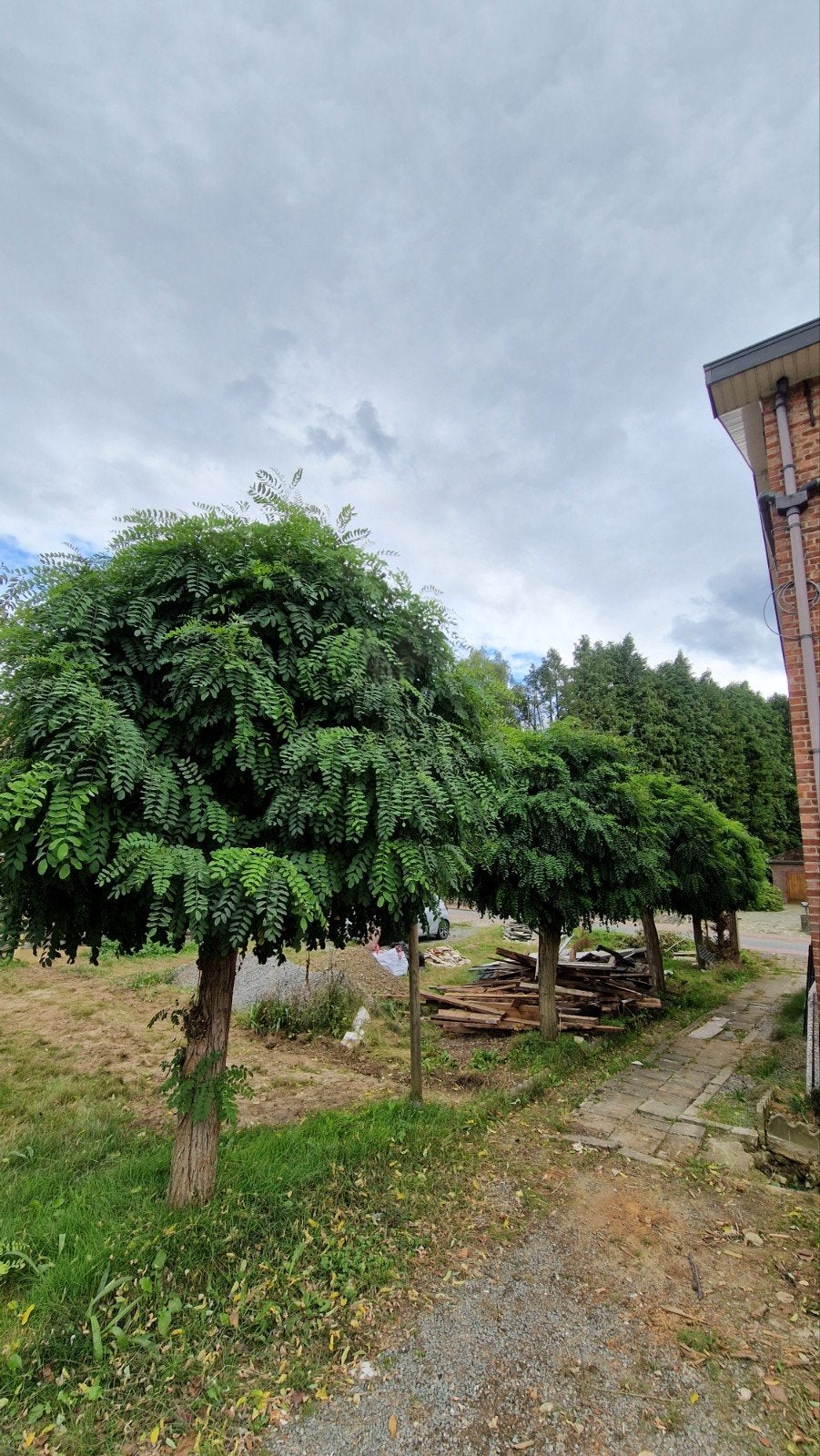 4 volwassen bolacacia's, Ophalen, Halfschaduw, Bolboom, 250 tot 400 cm