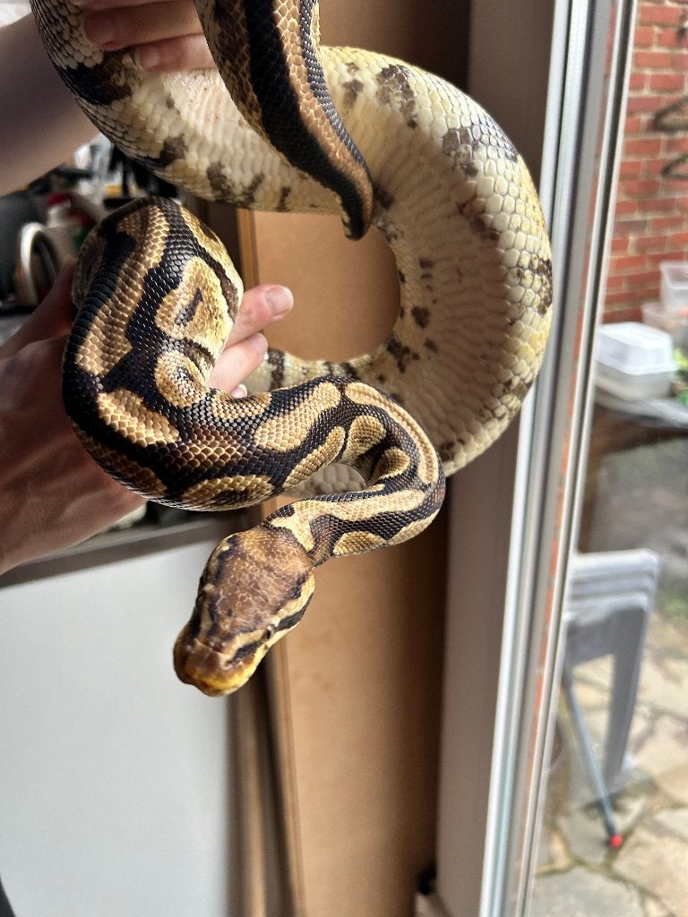 0.1 ball python - pastel pos het clown, Animaux & Accessoires, Serpent, Domestique, 3 à 6 ans