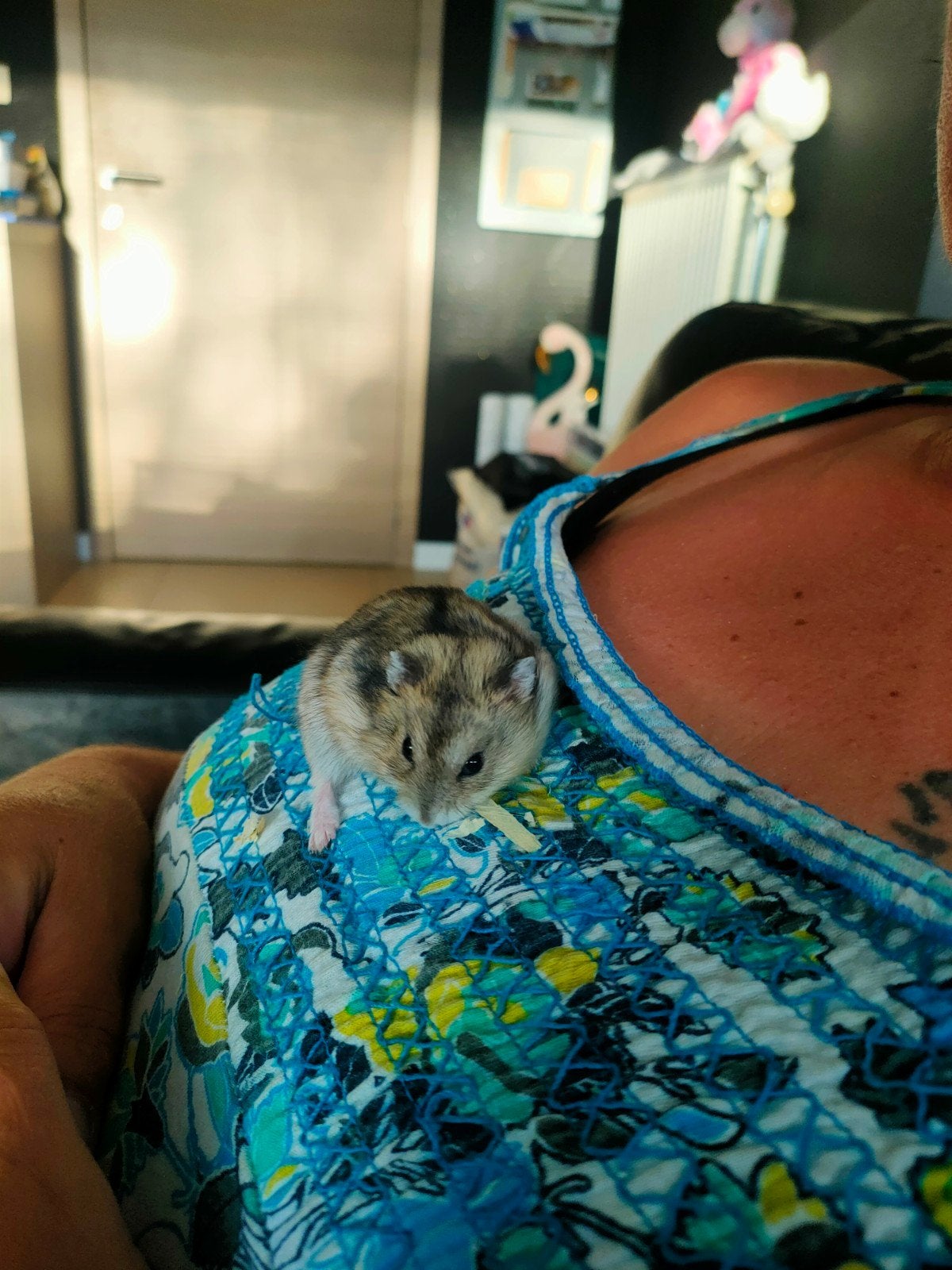 Russische dwerghamsters, Dieren en Toebehoren, Hamster, Mei, Meerdere dieren, Tam