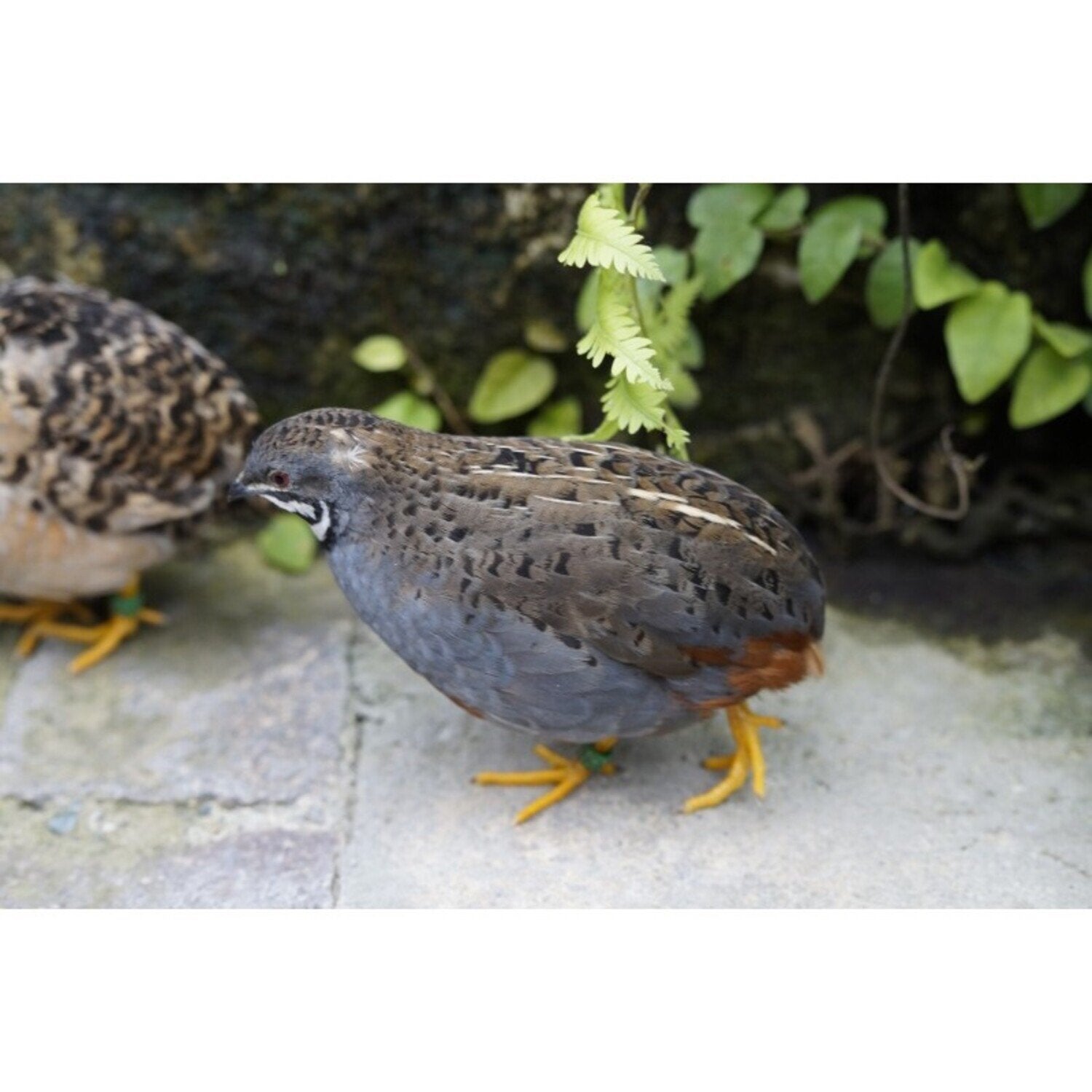 2 chinese dwergkwartel haantjes, Dieren en Toebehoren, Pluimvee, Mannelijk