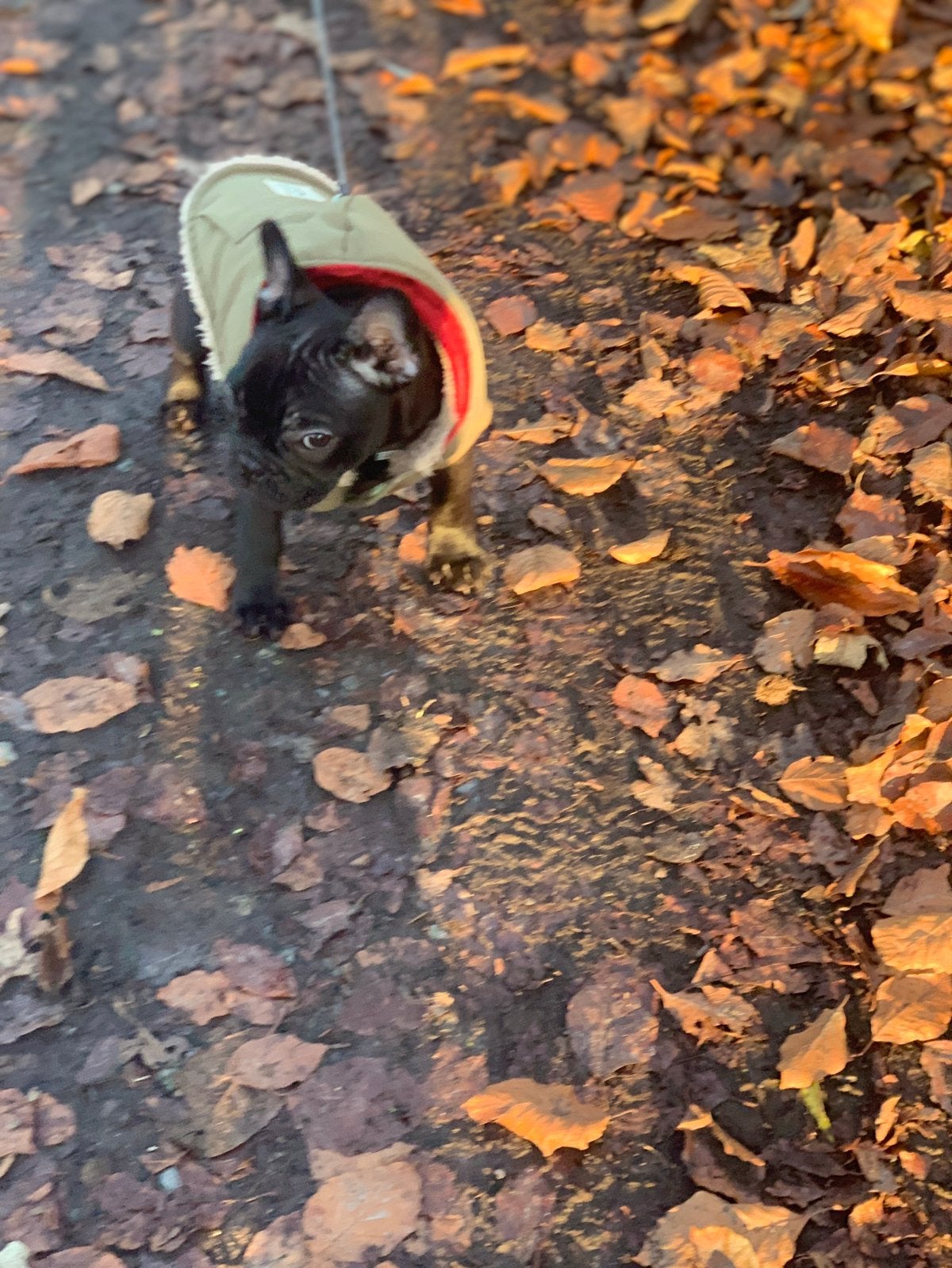 Hondenkleding puppy, Dieren en Toebehoren, Hondenkleding, Ophalen, Zo goed als nieuw