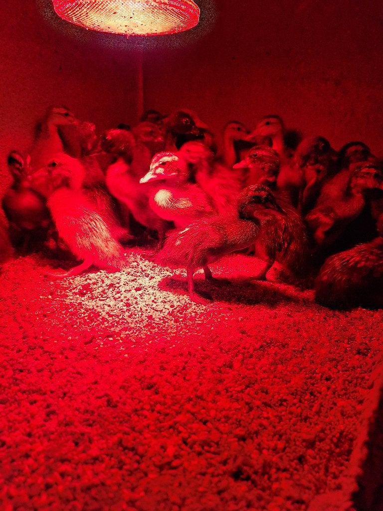 Indische loopeenden, Meerdere dieren, Eend