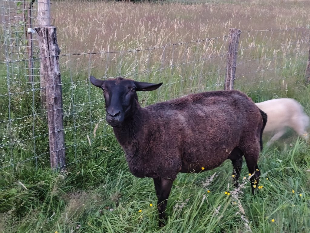 Schaap met lam, Dieren en Toebehoren, Vrouwelijk, Schaap