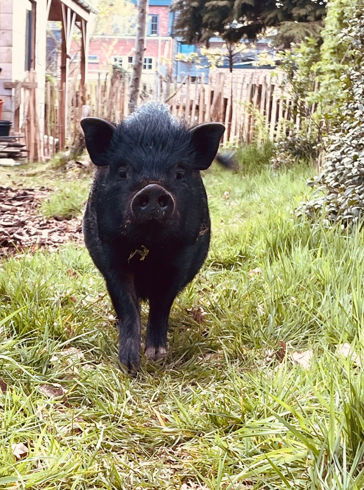 Agi en Bo zoeken een nieuwe thuis, Vrouwelijk, 3 tot 5 jaar