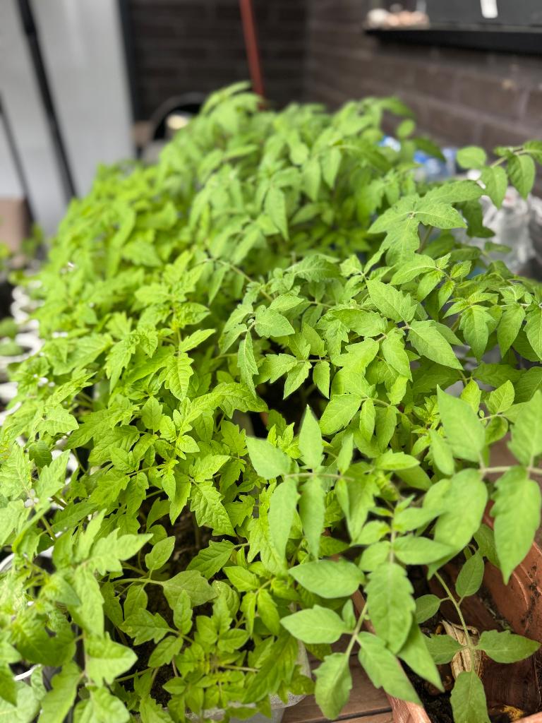 Tomatenplant, Ophalen