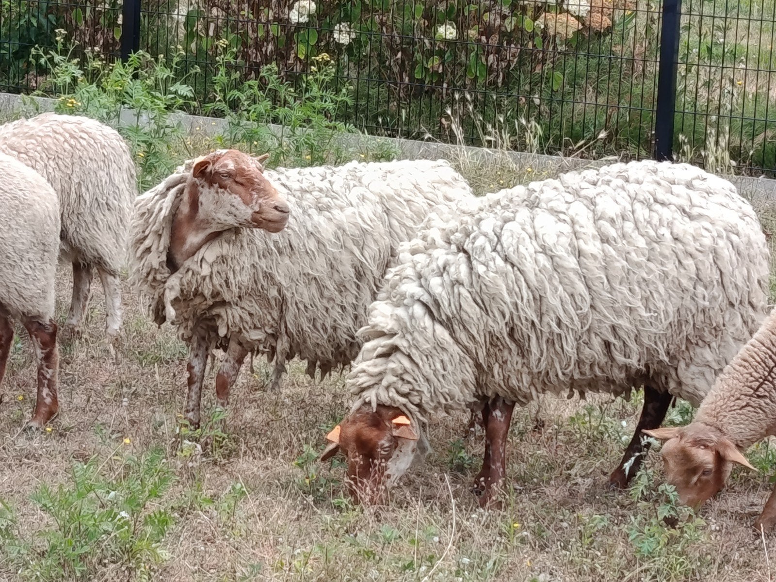 twee jaarling ooien Houtlander, Dieren en Toebehoren, Schapen, Geiten en Varkens