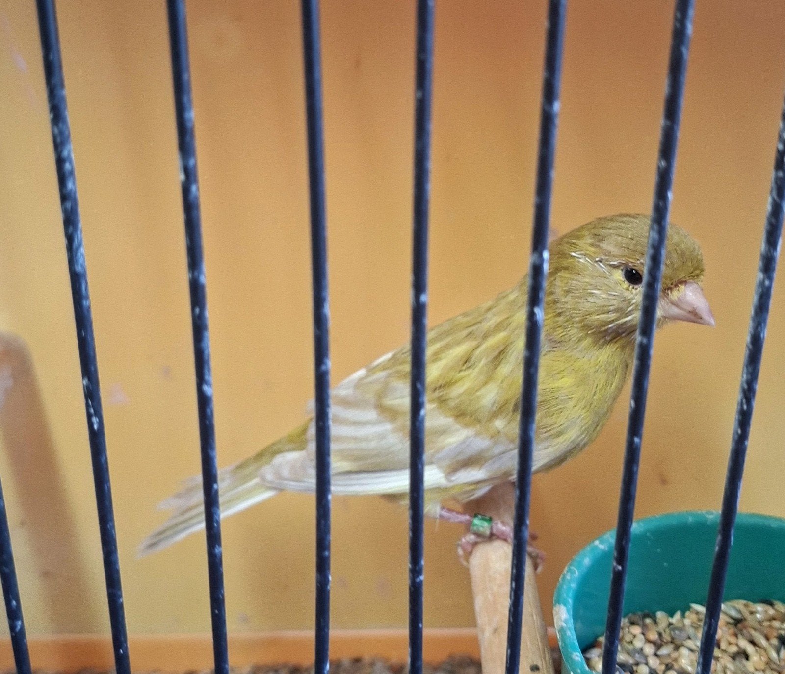 Jaspis kanarie, Dieren en Toebehoren