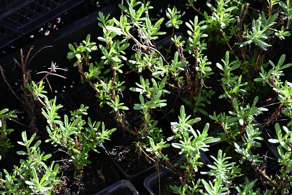 Lavendula Angustifolia Munstead P9, Tuin en Terras, Volle zon, Vaste plant, Zomer, Ophalen
