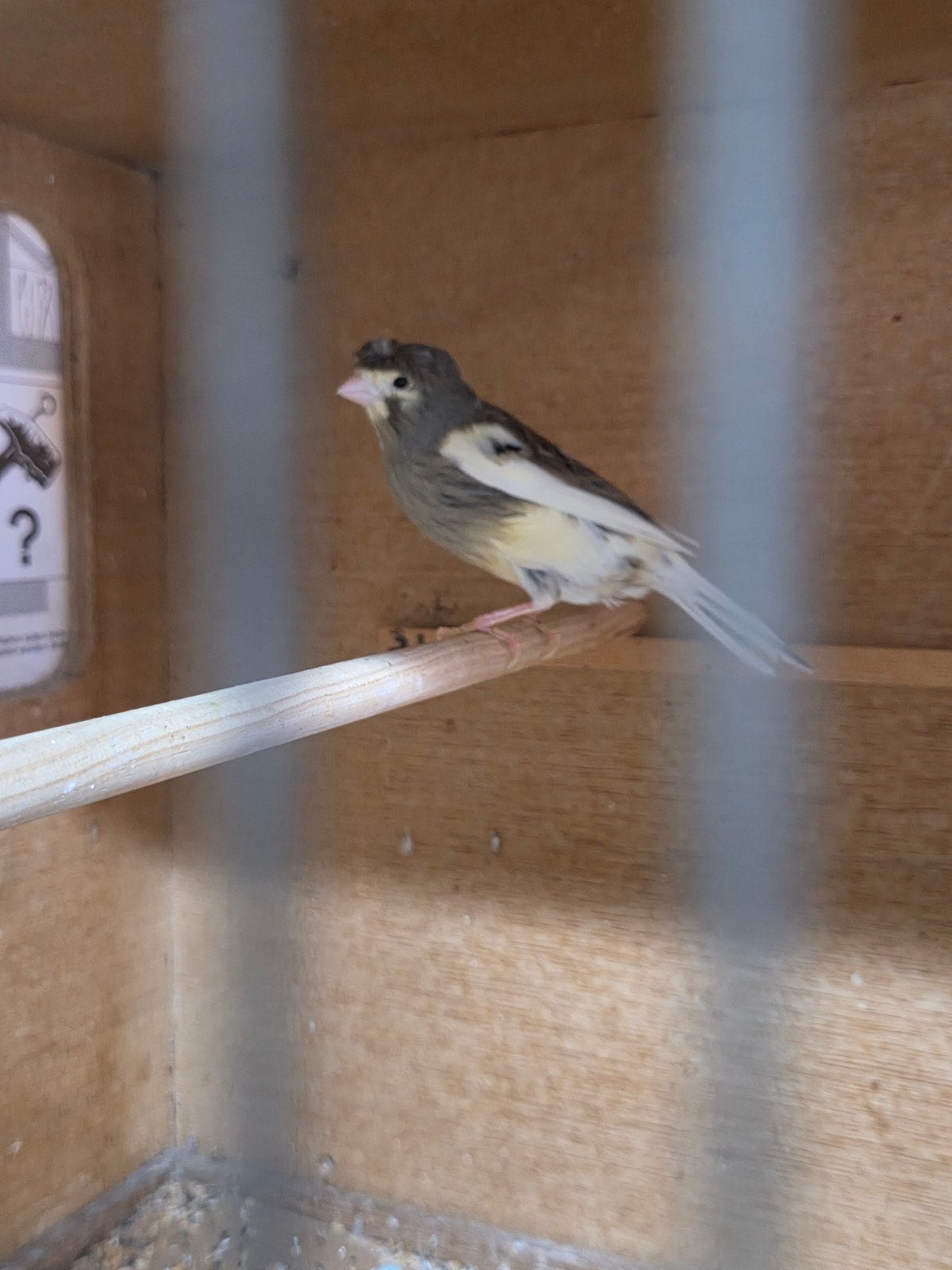 Kanarie pop 2024, Dieren en Toebehoren, Vrouwelijk, Tropenvogel