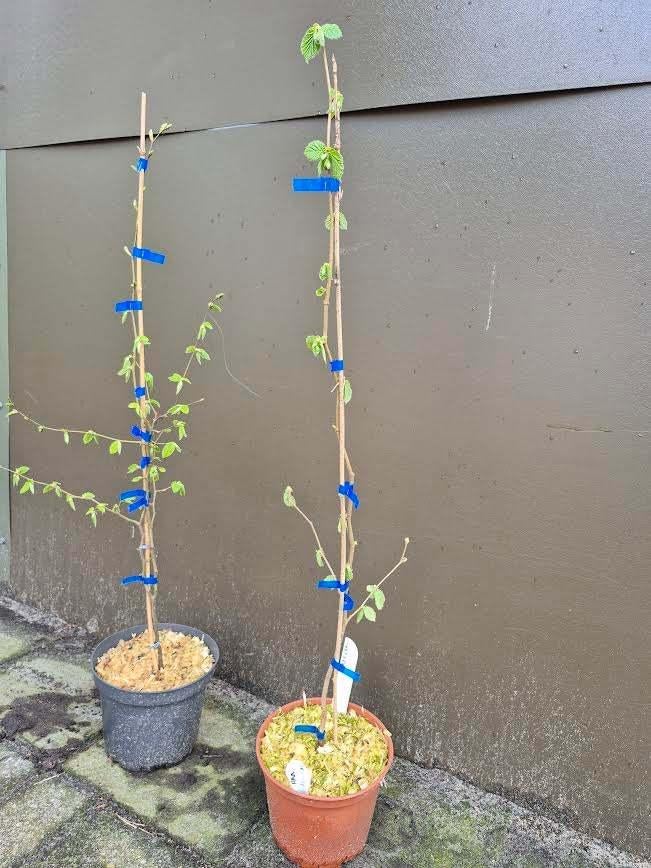 Haagbeuken in 5l potten, Tuin en Terras, Planten | Bomen, Overige soorten, Minder dan 100 cm, Ophalen, Volle zon