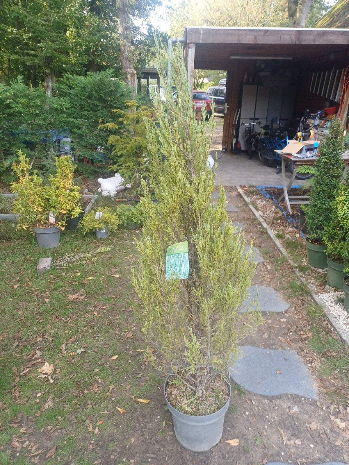 1 boom, Tuin en Terras, Ophalen