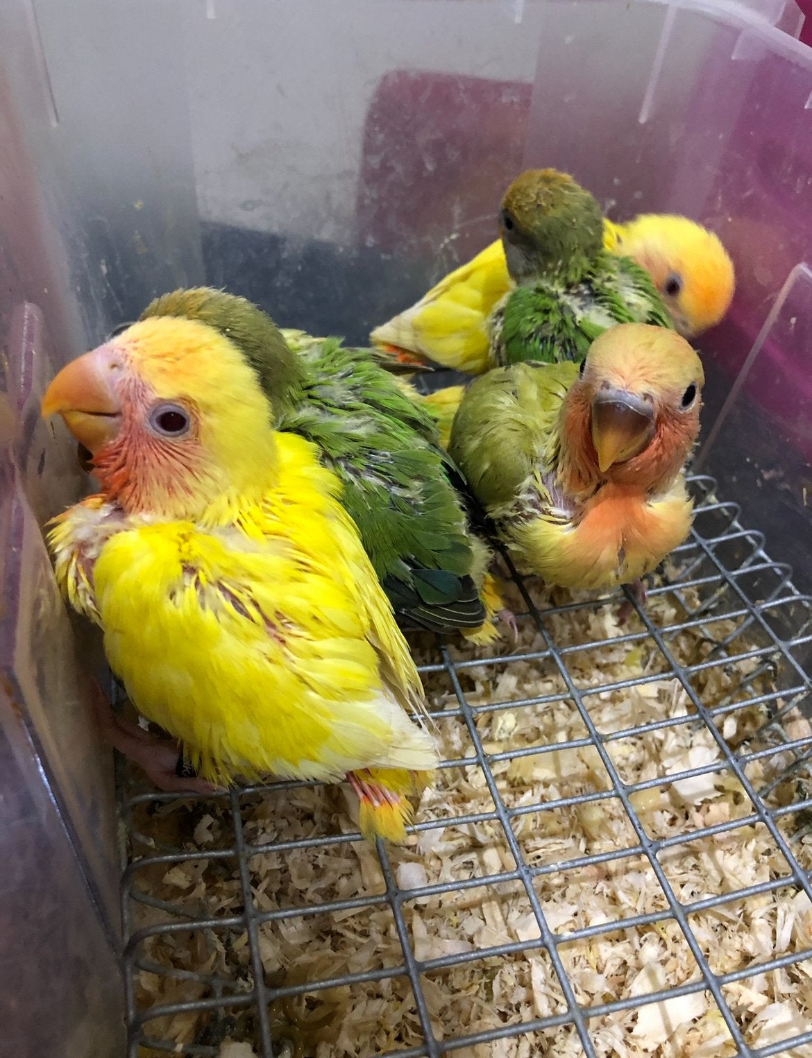 Agaporniden / dwergpapegaaien, Dieren en Toebehoren, Geslacht onbekend, Dwergpapegaai of Agapornis, Tam