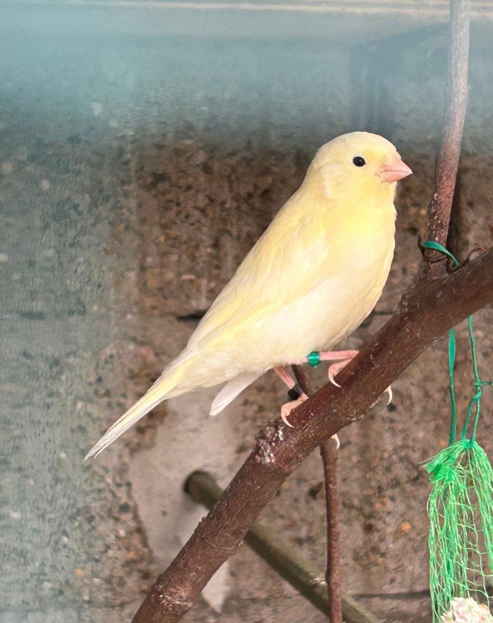 Kanarie, Dieren en Toebehoren