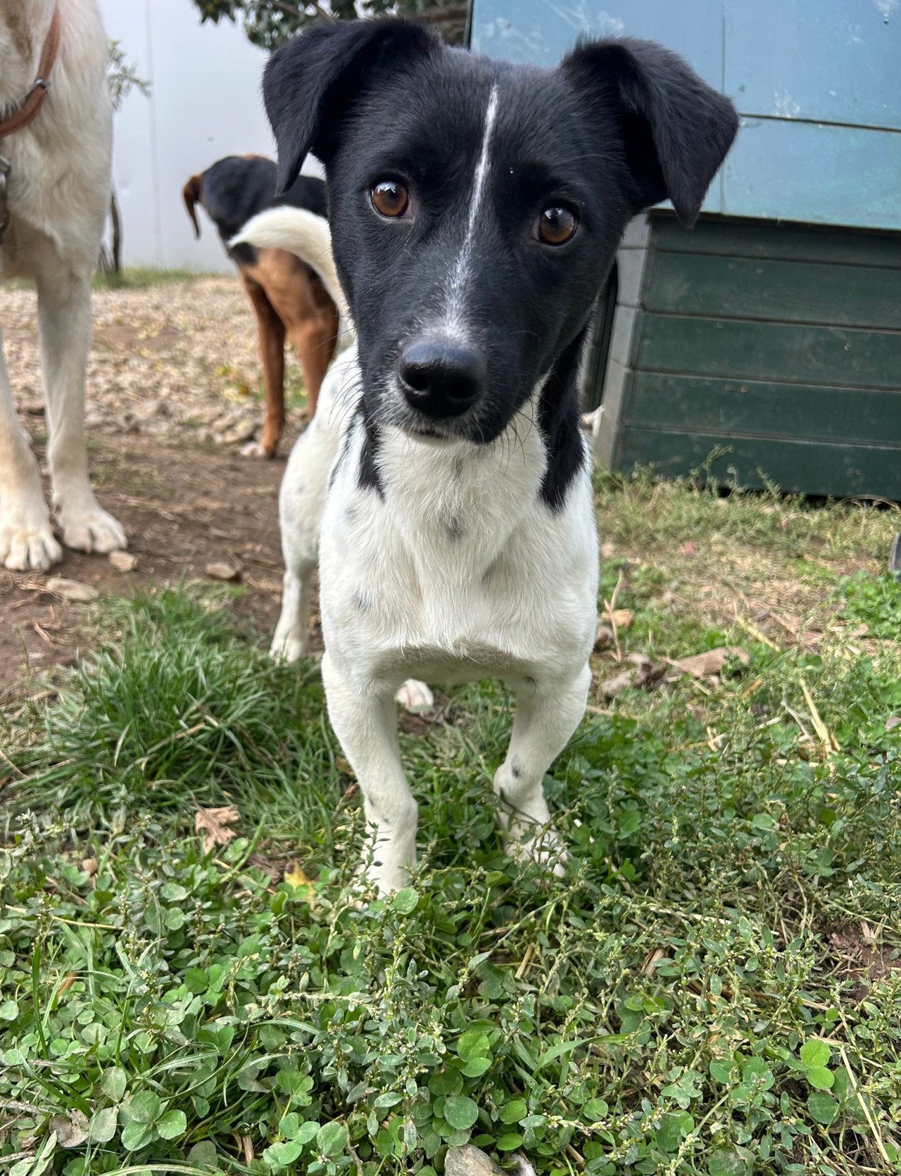 Jack Russel mix puppy, Particulier, 15 weken tot 1 jaar, Buitenland, CDV (hondenziekte)