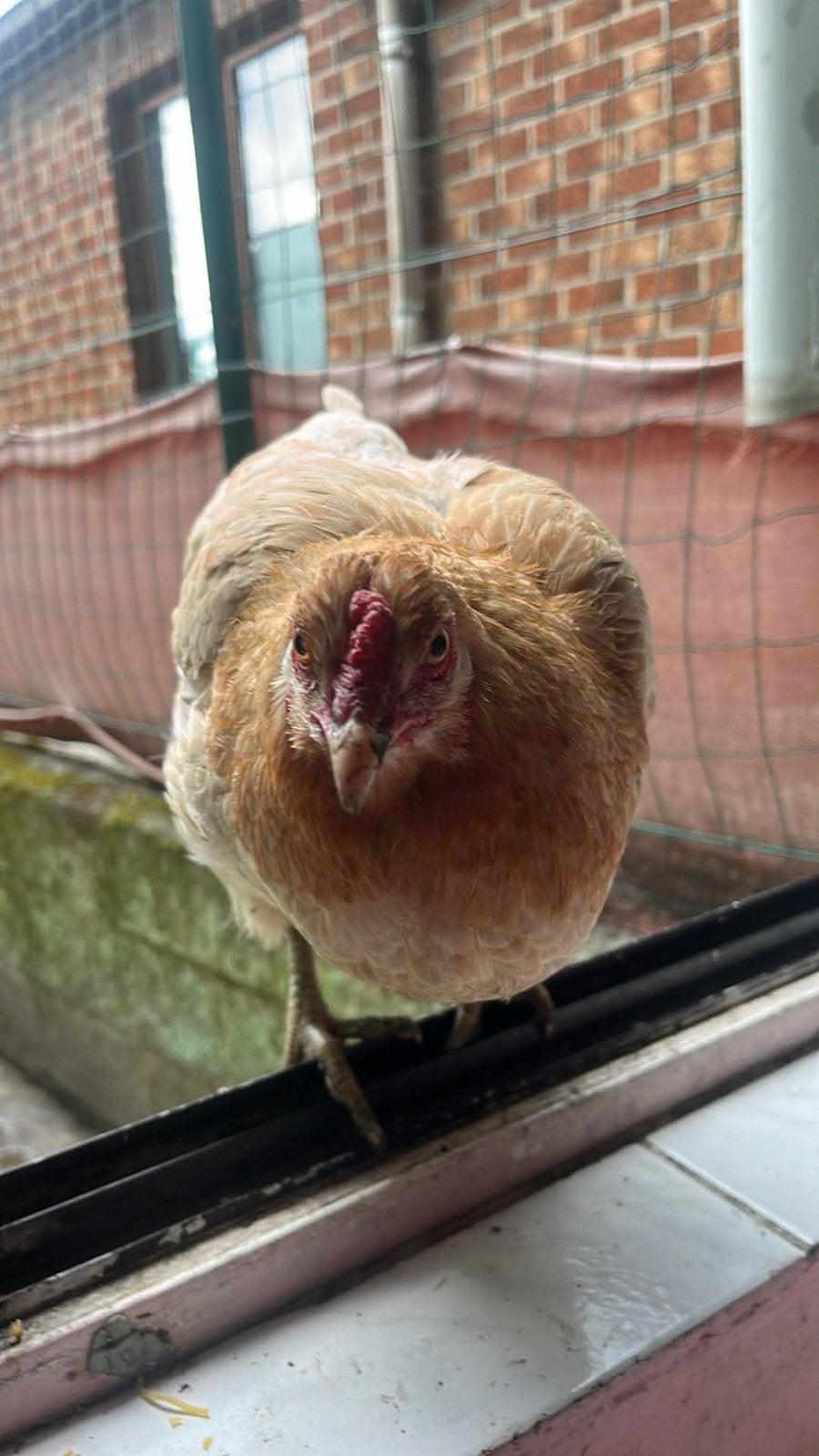 2 poules pondeuses, Ophalen