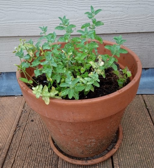 Kattenkruid in terracotta pot (nepeta) (biologisch), Dieren en Toebehoren, Ophalen, Kattenkruid