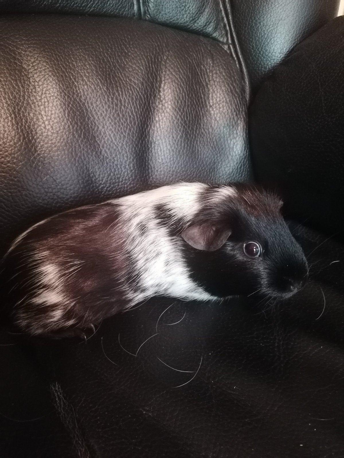 Cavia dalmatiner, Juin, Femelle