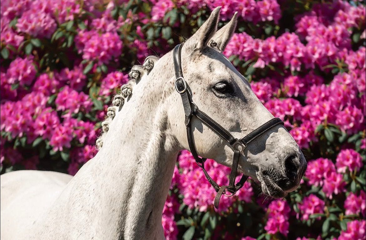 Verzorgpaard / leasepaard aangeboden, Dieren en Toebehoren, Merrie, Springpaard, M, 11 jaar of ouder