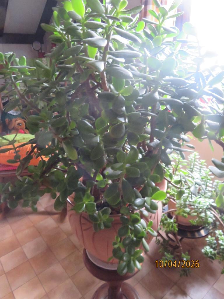 Kamer/patioplant, Ophalen, Nieuw