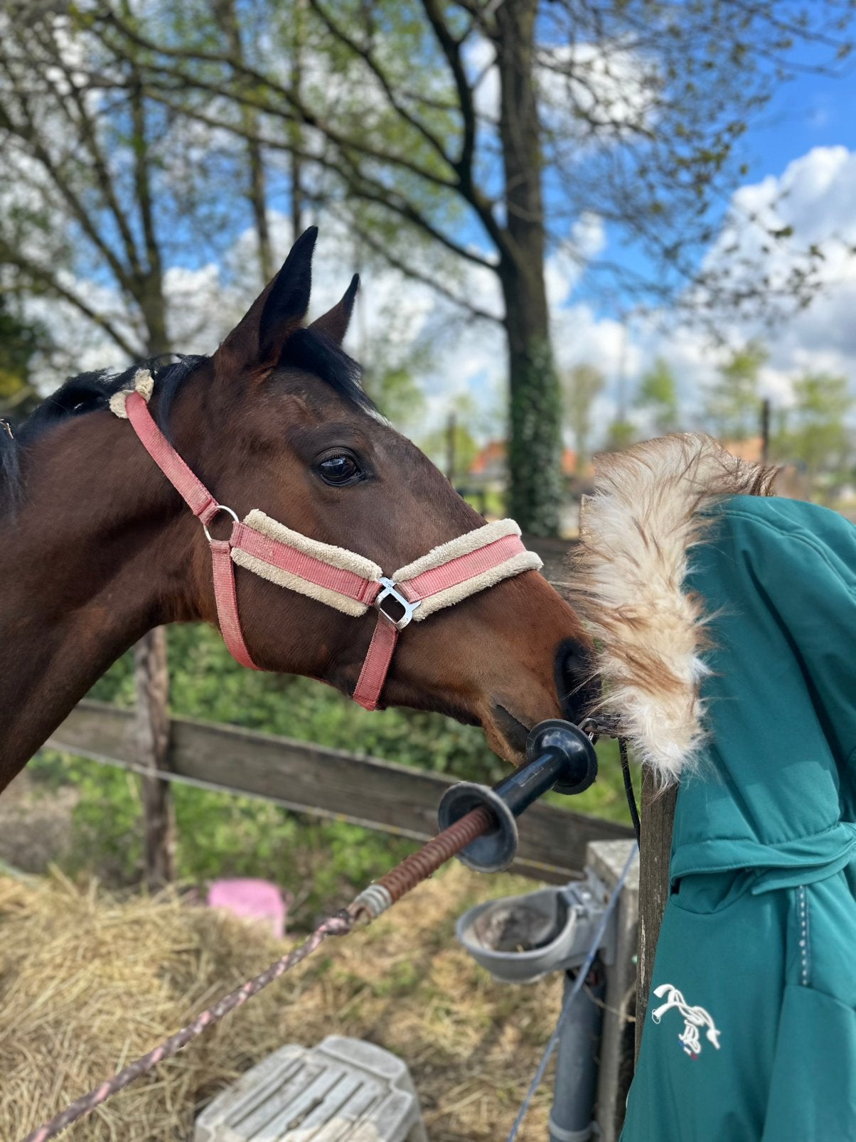 Fijne 5 jarige merrie, B, Poney de récréation, Poney E (1.48 m - 1.57m), Jument