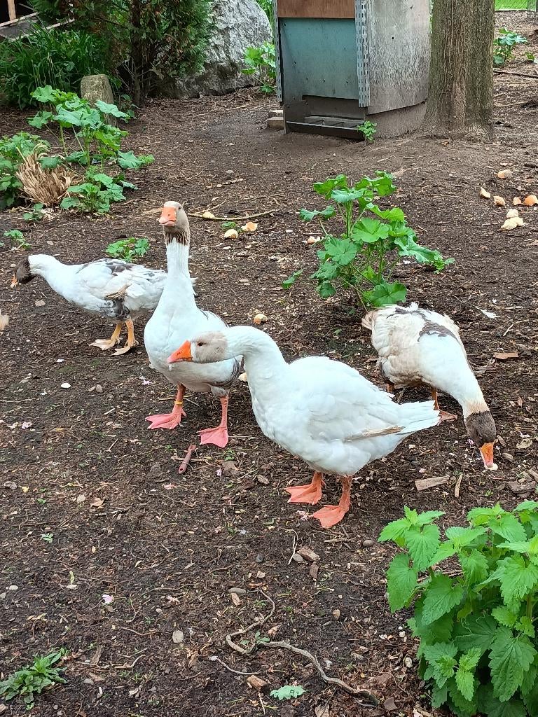 Ganzen, Plusieurs animaux, Oie ou Cygne